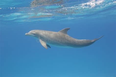 Bottlenose Dolphin Underwater Stock Photo Image Of Bottle Dolphin