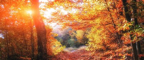 2560x1080 Autumn Forests Leaves Fall 5k 2560x1080 Resolution Hd 4k