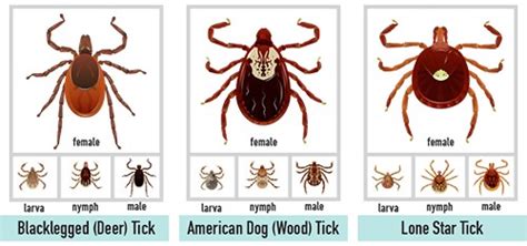 Summer Vacation Or Tick Paradise