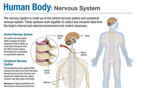 We explore the types of cells involved, the regions of. Human Central Nervous System Diagram : Nervous System Bioninja : Homeostasis — cells ...