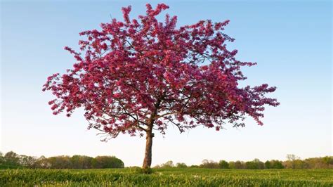 Prairifire Flowering Crabapple Rose Of The Tree World Arbor Day Blog