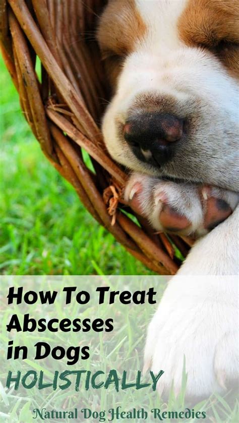 How To Treat An Open Abscess On A Dog At Home