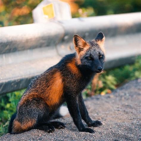 Guy Earns The Trust Of A Black And Orange Fox Shares 20 Stunning Pics
