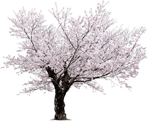Cherry Blossom Tree Png Hd Transparent Cherry Blossom Tree Hdpng