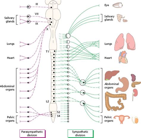 The peripheral nervous system: cranial and spinal nerves