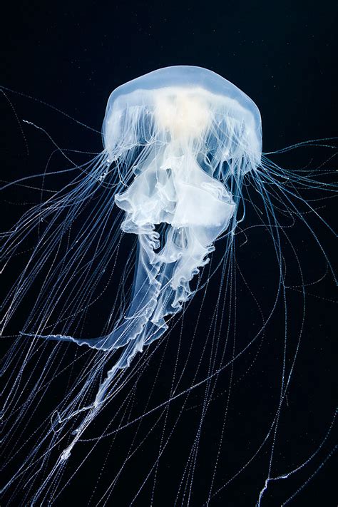 The Alien Beauty Of Jellyfish In Alexander Semenovs New Photos