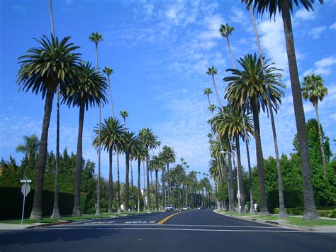 Typical Palm Tree Lined Street In Beverly Hills Palm Trees Wallpaper