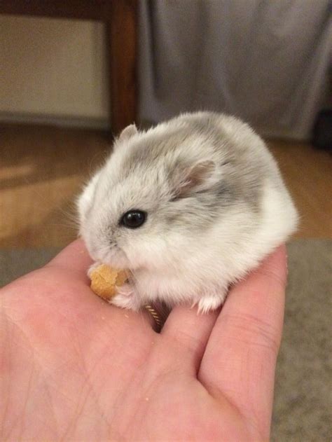 Pin By Annie On хомы Cute Hamsters Funny Hamsters Cute Animals
