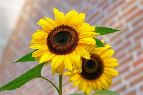 Yellow Sunflower Macro Photographyt · Free Stock Photo