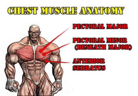 The pectoralis major muscles (also known as the pecs) are located on the front of the rib cage, and form the major the pectoralis minor muscle (not shown in the diagram) is located underneath the pectoralis major muscle, attaching to the coracoid process of the scapula and. Body Building Plaza... because nothing is beyond your ...