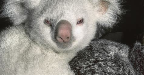 Goolara Albino Queensland Koala San Diego Zoo 100