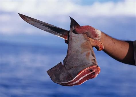 Shark Finning Sharks Turned Prey Smithsonian Ocean