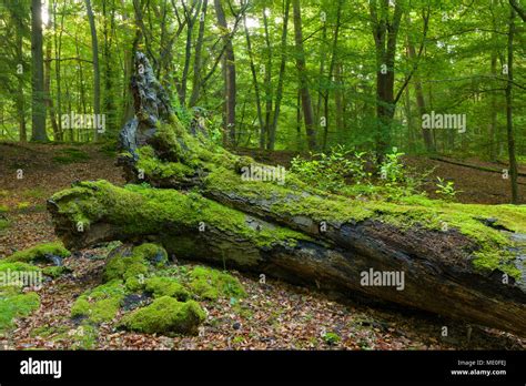 Old Fallen Tree Trunk Covered In Moss In Forest In Hesse Germany