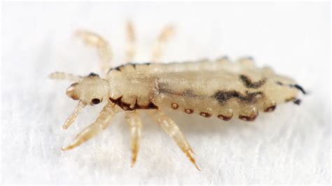 How To Prevent Lice And Bed Bugs Free Info For Bed Bugs