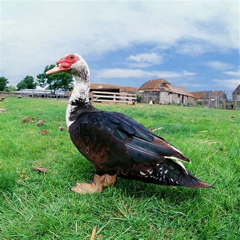 Muscovy Duck In Field With Farm Available As Framed Prints Photos