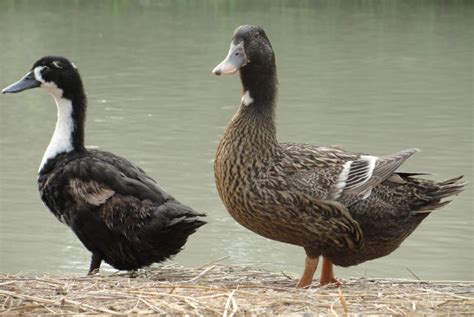 The Best Domestic Duck Breeds For Meat Production