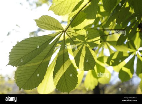 Horse Chestnut Tree Stock Photo Alamy