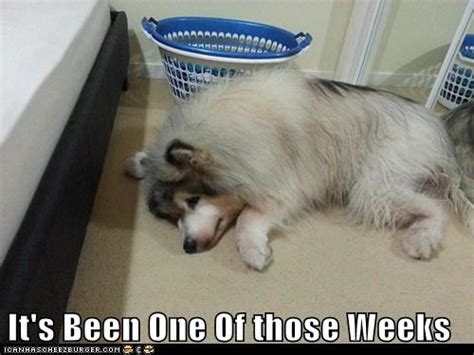 I Can Has Cheezburger Rough Week Funny Animals Online