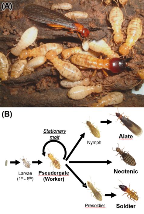 A Day In The Life Of A Termite Lab The Node
