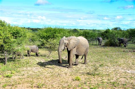Download Free Photo Of Elephantafrican Bush Elephantpachydermsouth