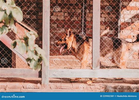 German Shepherd In Its Kennel On The Backyard Of Countryside House