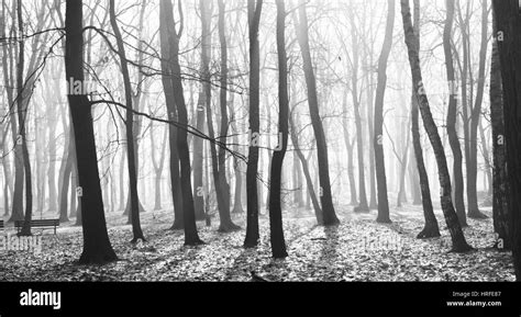 Mysterious Dark Old Forest In Fog Black And White Stock Photo Alamy