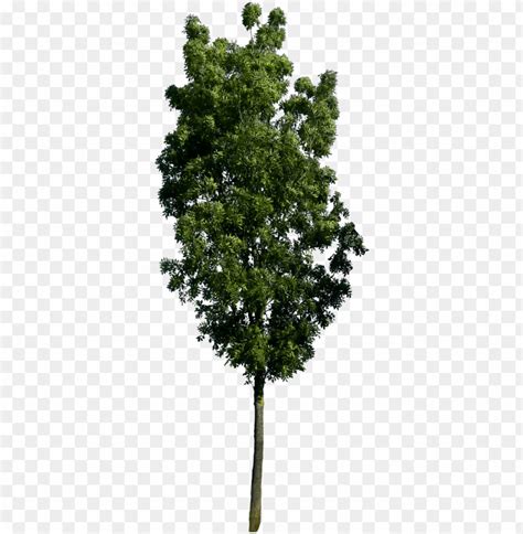 Free Download Hd Png Tree Render Tree Plan Png Tree Photoshop Tree