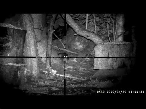 Air Rifle Pest Hunting Pests Trail Cam A Bag Full Of Headshots YouTube