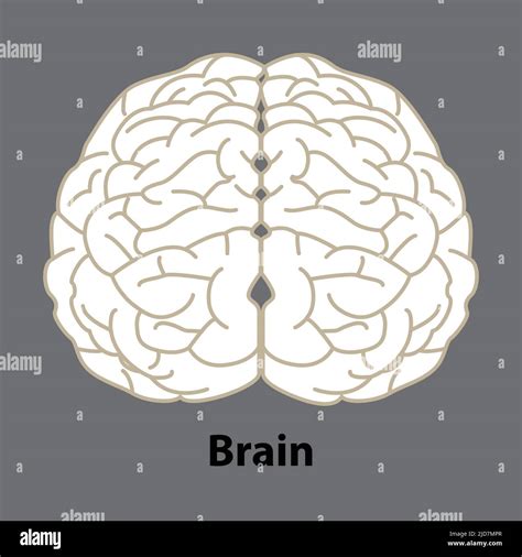 Human Brain Internal Organ Anatomy Vector Cartoon Flat Icon