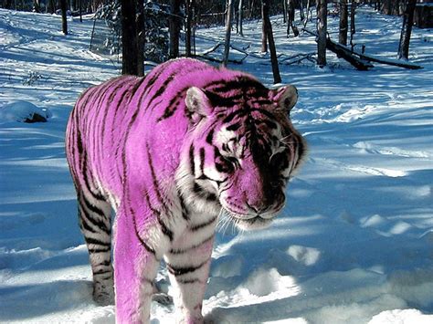 The Purple Tiger Tiger Purple Animals