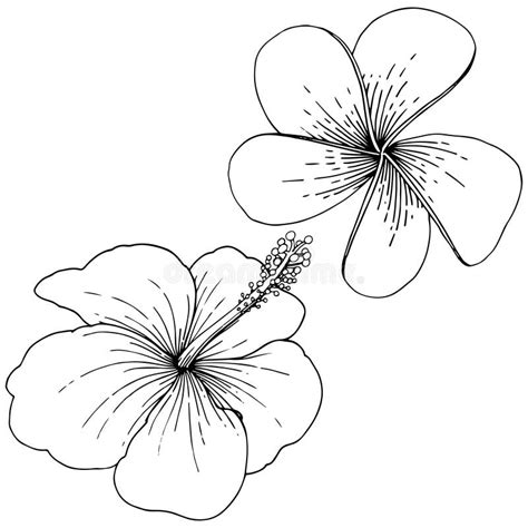 Vector Hibiscus Floral Tropical Flowers Black And White Engraved Ink
