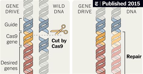 Gene Drives Offer New Hope Against Diseases And Crop Pests The New