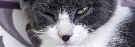 Can Cats Get Conjunctivitis Or Pink Eye Hills Pet