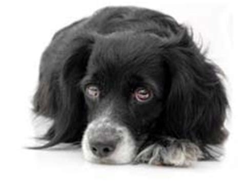 Check poison symptoms, diagnosis & treatments. My Dog Is Constipated - How Can I Help Him?