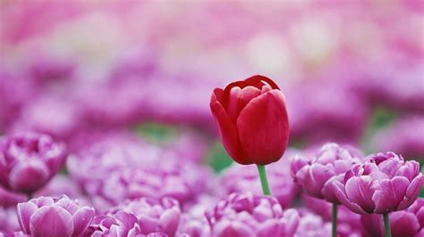 Desktop Wallpaper Red Tulip Pink Tulips Farm Spring Blur Hd Image