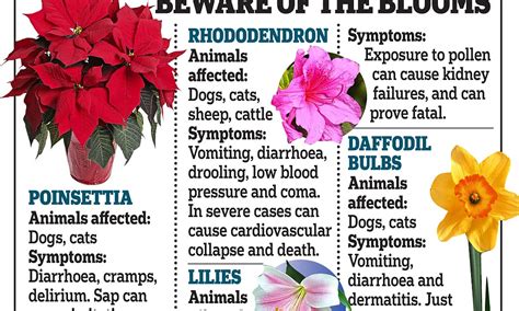 We did not find results for: The garden flowers that can kill your pet: Owners warned ...