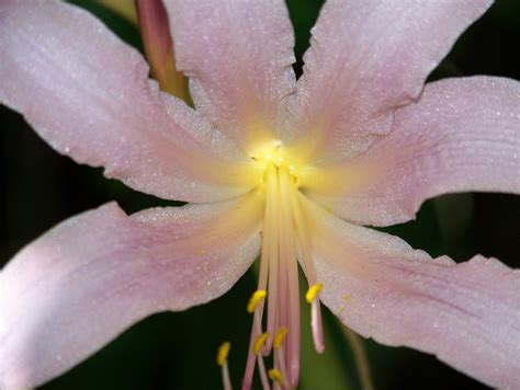 August Lily Free Stock Photo Public Domain Pictures
