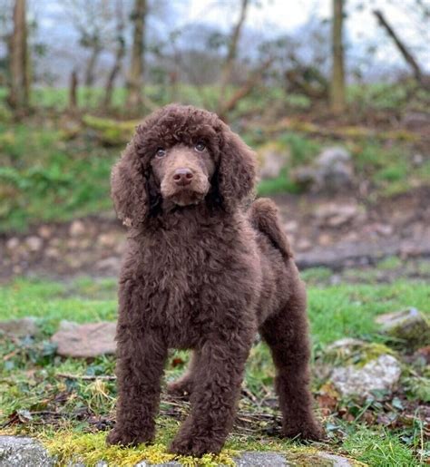 9 Small Brown Poodle Puppy