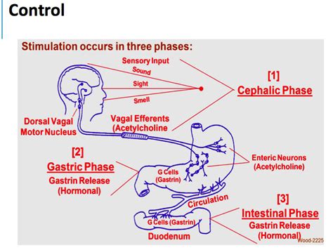 🎉 Phases Of Gastric Secretion Regulation Of Acid Secretion 2019 01 09