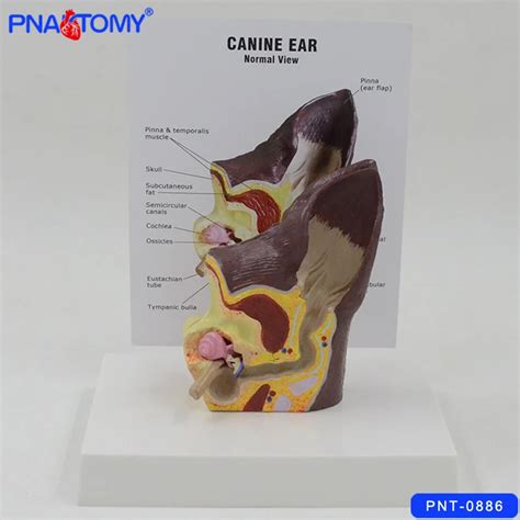 Pnt 0886 Canine Ear Model Dog Ear Animal Anatomy Model Buy Dog Ear