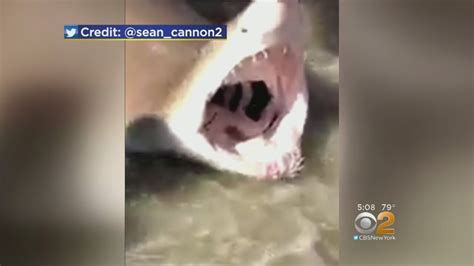 Sharks Caught At Fire Island Beach After Attacks Youtube