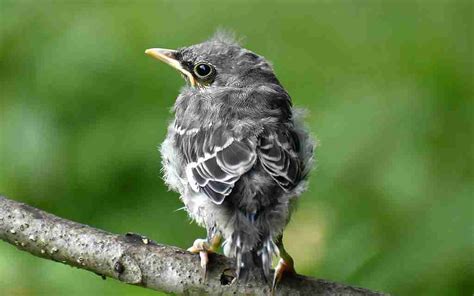 What Do Baby Mockingbirds Eat