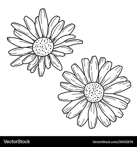 Hand Drawn Daisy Outline Royalty Free Vector Image