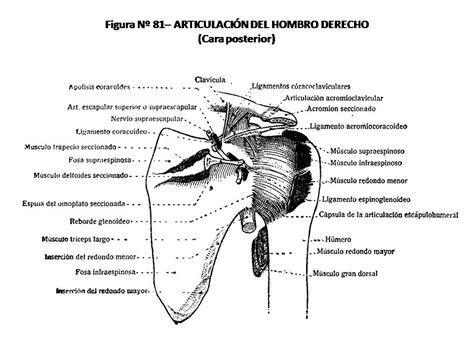 Atlas De AnatomÍa Humana 81 ArticulaciÓn Del Hombro Derecho Cara