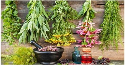 The 8 Best Medicinal Herbs You Should Grow In A Survival Garden