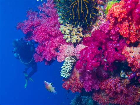Diving At The World Famous Rainbow Reef Is A Must Do While You Are In