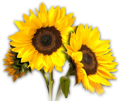 Our free cutout pngs have no royalties. Girasoles Png & Free Girasoles.png Transparent Images ...