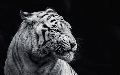 Cat Albino Animals Tiger Wallpapers Hd Desktop And