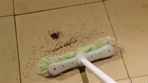 Watch Wolf Spider Squashed Hundreds Of Babies Emerge