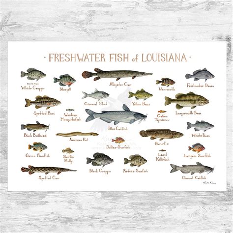 Louisiana Freshwater Fish Field Guide Art Print Kate Dolamore Art
